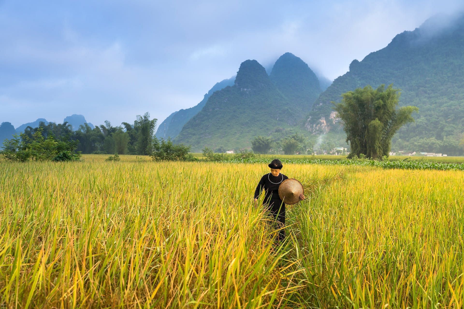 (Image via Pexels/Quang Nguyen Vinh)